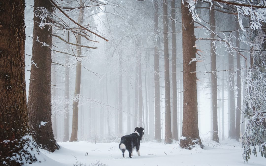Border Collie im Schnee im Wald auf einer Lichtung