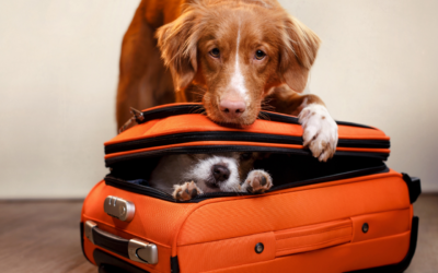 Mit dem Hund in den Urlaub: 5 Tipps für eine gute Planung