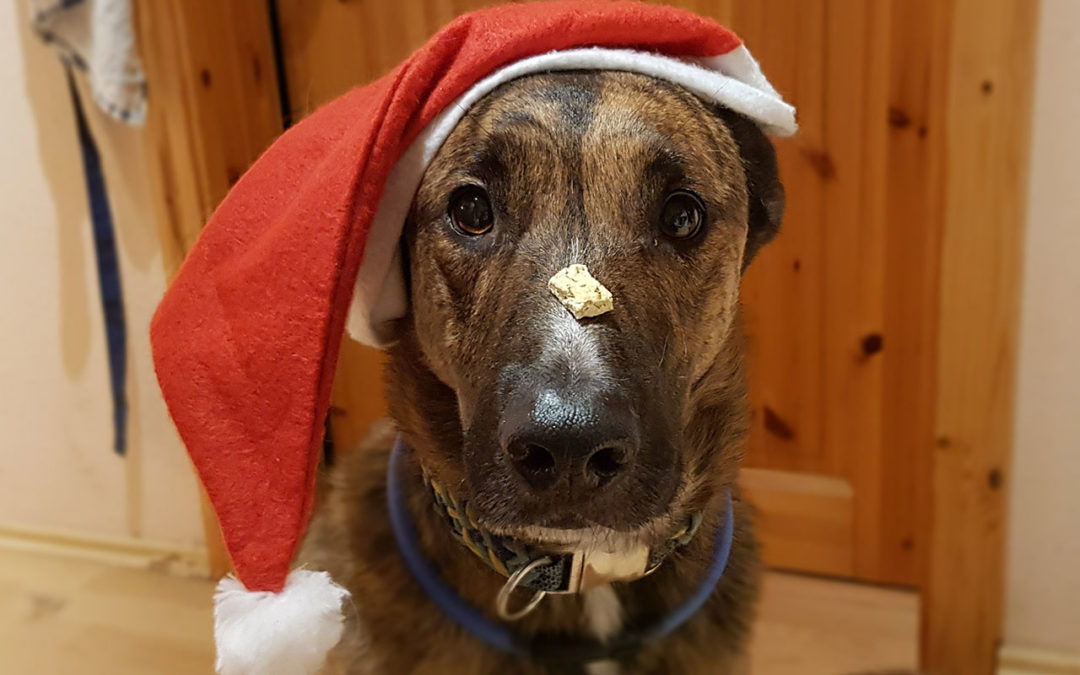 Schäferhund mit Weihnachtsmütze auf und einem Leckerlie auf der Nase