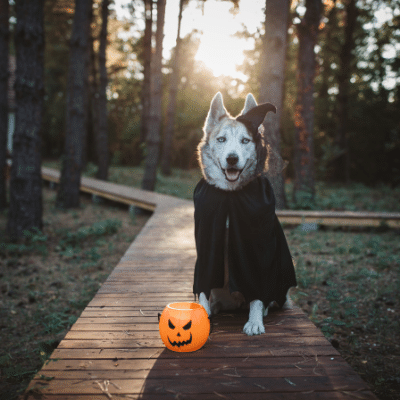 Hund verkleidet für Halloween