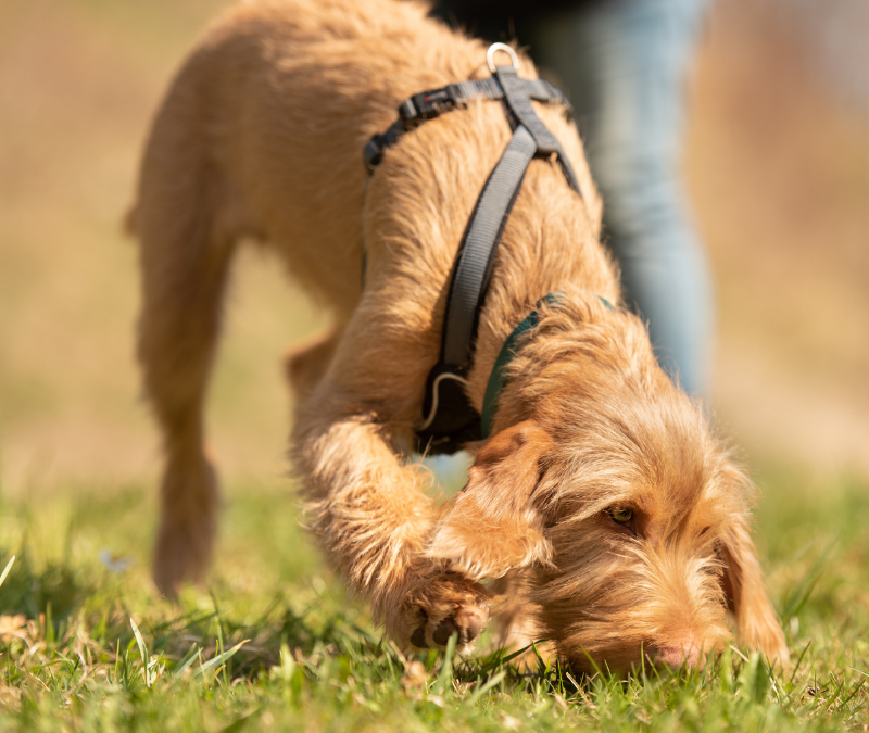 Die erste Fuß&Pfote Krimiwanderung mit Hund