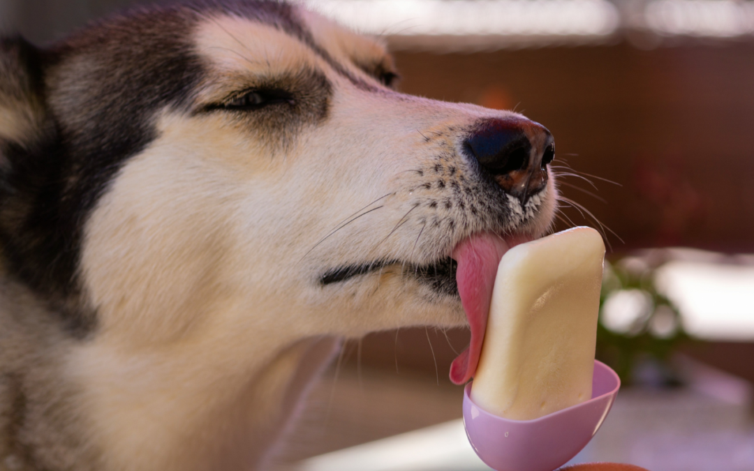 DIY: Eis für Deinen Hund